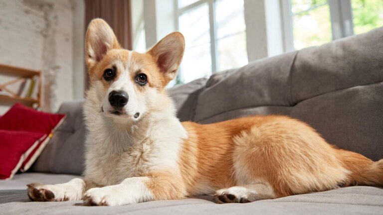 Why Every Boston Dog Deserves a Calmer, Happier Home