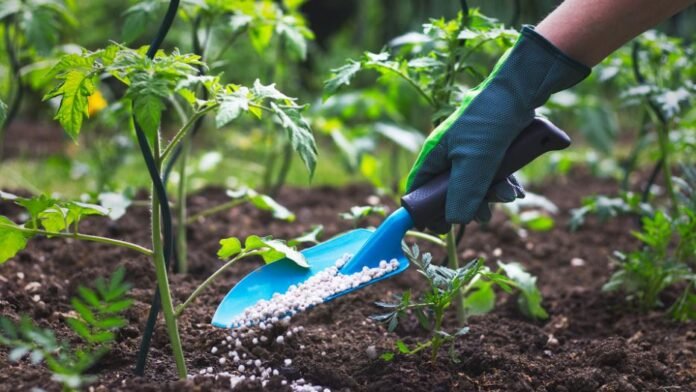 tree fertilization